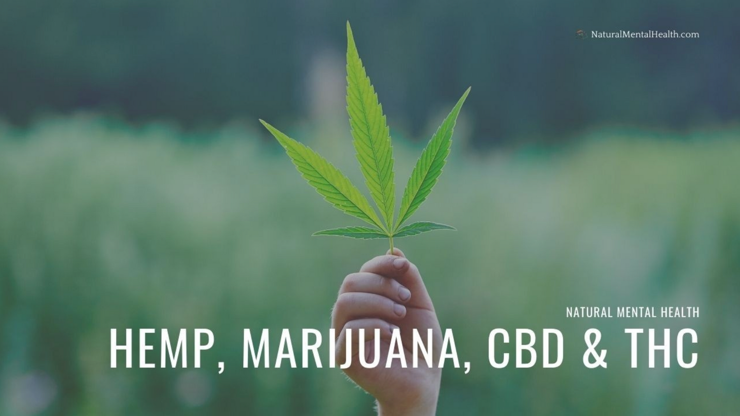 Hemp, CBD, and THC: What They Are and When to Use Them